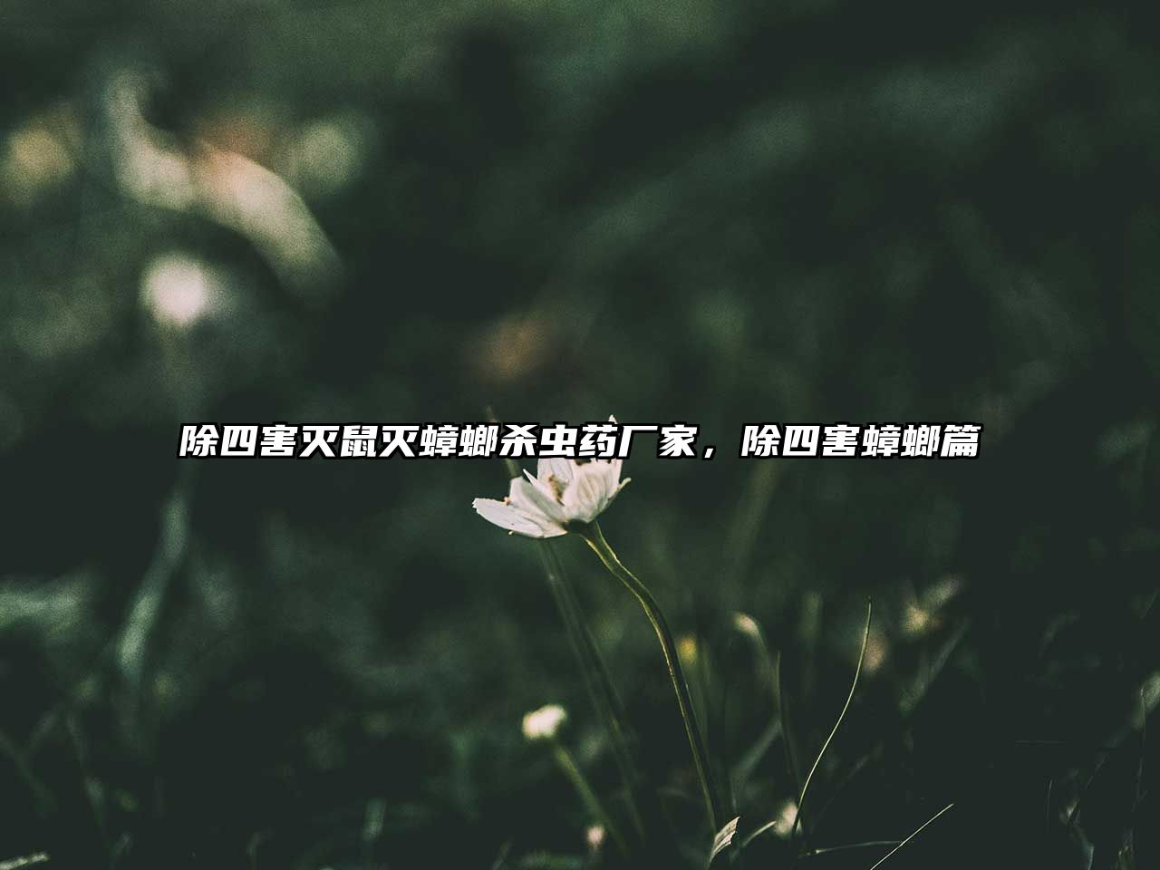 除四害滅鼠滅蟑螂殺蟲藥廠家，除四害蟑螂篇